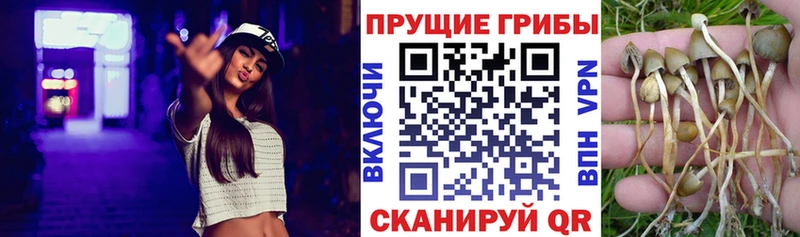 Галлюциногенные грибы Psilocybine cubensis Березники